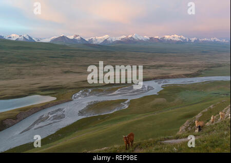 Ziegen grasen am Hang, Sary Jaz Tal, Issyk-kul-region, Kirgisistan Stockfoto