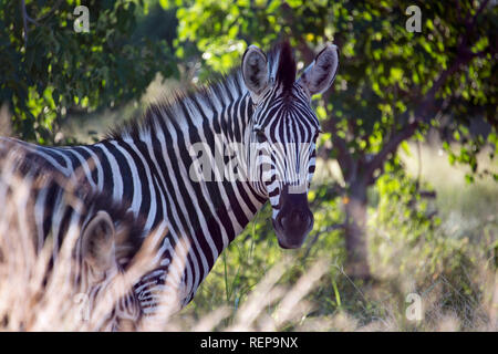 Burchells Zebra, Khwai River, in der Nähe von Mababe Village, Botswana, (Equus quagga) Stockfoto