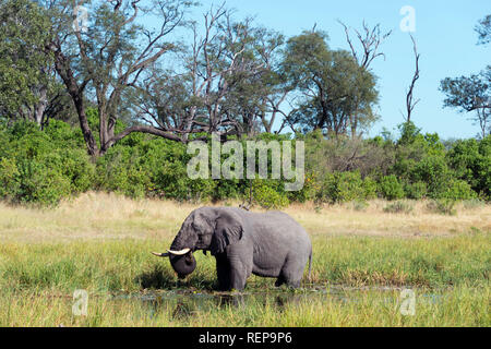 Afrikanischer Elefant, Khwai River in der Nähe Mababe Dorf, Botswana, (Loxodonta Africana) Stockfoto