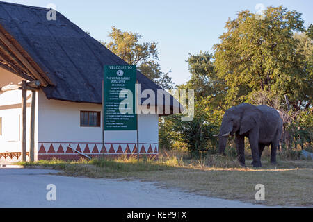 Afrikanischer Elefant, Moremi Wildlife Reserve, Okavangodelta, Botswana, (Loxodonta africana) Stockfoto