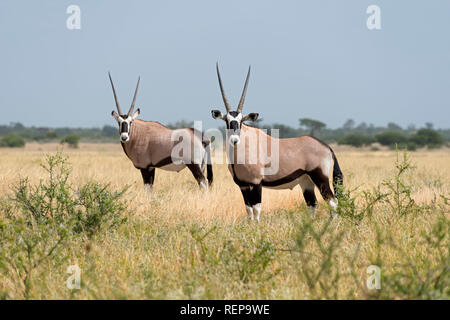Oryx, Deception Valley, Central Kalahari Game Reserve, Botswana, (Oryx gazella) Stockfoto