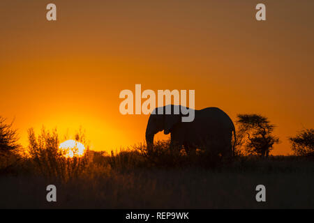 Sonnenuntergang, Afrikanischer Elefant, Nxai Pan, Nxai Pan National Park, Botswana, (Loxodonta Africana) Stockfoto