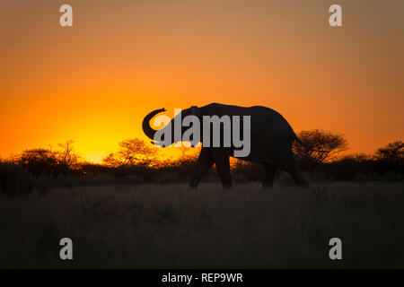 Sonnenuntergang, Afrikanischer Elefant, Nxai Pan, Nxai Pan National Park, Botswana, (Loxodonta Africana) Stockfoto