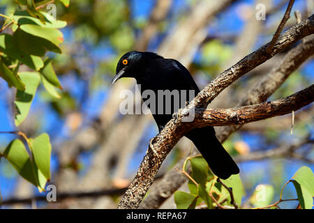 Glossy Starling, Damaraland, Namibia, (Lamprotornis nitens) Stockfoto