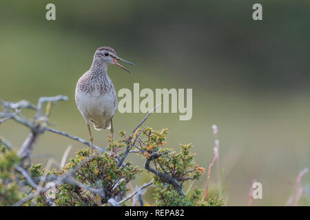 Bruchwasserläufer (Tringa Glareola) Stockfoto