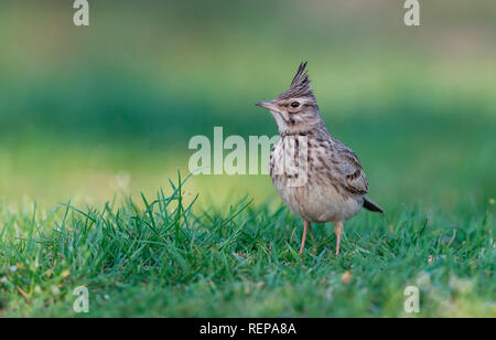 Erklommene Lerche (Galerida Cristata) Stockfoto