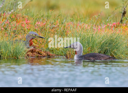 Red-throated Diver im Nest (Gavia stellata) Stockfoto