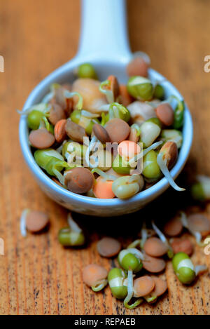 Sprossenmischung von Linsen und Kichererbsen, Mungbohnen, Lens culinaris, Vigna radiata, Cicer arietinum Stockfoto