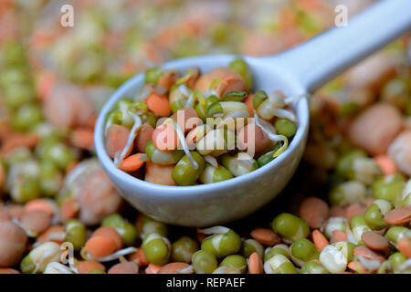 Sprossenmischung von Linsen und Kichererbsen, Mungbohnen, Lens culinaris, Vigna radiata, Cicer arietinum Stockfoto