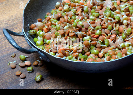 Sprossenmischung von Linsen und Kichererbsen, Mungbohnen, Lens culinaris, Vigna radiata, Cicer arietinum Stockfoto