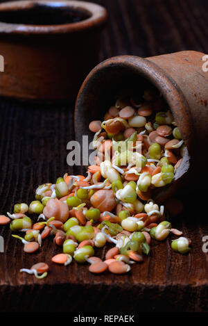 Sprossenmischung von Linsen und Kichererbsen, Mungbohnen, Lens culinaris, Vigna radiata, Cicer arietinum Stockfoto