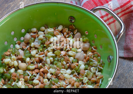 Sprossenmischung von Linsen und Kichererbsen, Mungbohnen in Abtropfsieb, Lens culinaris, Vigna radiata, Cicer arietinum Stockfoto