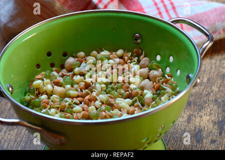 Sprossenmischung von Linsen und Kichererbsen, Mungbohnen in Abtropfsieb, Lens culinaris, Vigna radiata, Cicer arietinum Stockfoto