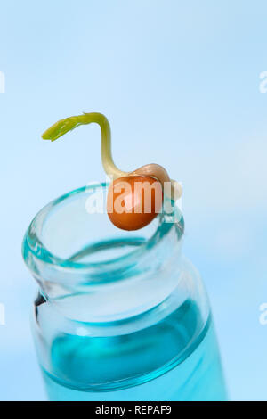 Linsen-Sprosse Eine Flasche, Lens culinaris, Gentechnik, Genmanipulation Stockfoto