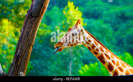 Giraffe im zoo Stockfoto