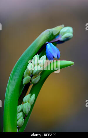 Seberian Blausterne, Scilla siberica Stockfoto