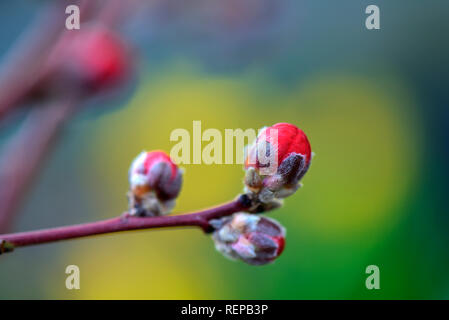 Pfirsich Melred, Prunus Persica Stockfoto