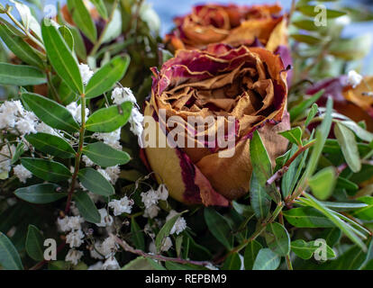 Nahaufnahme einer Bukett von getrockneten Rosen und verschiedenen einander ergänzenden Anlagen. Stockfoto