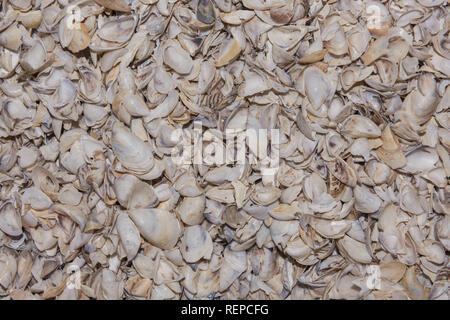 Natürliche Muscheln Hintergrund. Zebra mussel (Dreissena polymorpha), Kakhovka Reservoir, Dnjepr, Nikopol region, Ukraine, Osteuropa Stockfoto