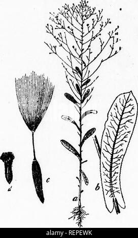 . Unkräutern und wie Sie zu zerstören [microform]. Unkrautbekämpfung; Unkraut; Mauvaises herbes, Lutte contre les; Mauvaises herbes. 18 Dieses Unkraut wird zu coraraori in lielfis und kann, es sei denn, darauf geachtet werden, hier werden, was die "Fricklv L^ ttnce" weiter unten beschrieben hat sein Kommen m der nördlichen Staaten - eine sehr schwere Pest. Es ist sehr reichlich in westlichen Manitoba. Pr'CKlv Kopfsalat {l., Ntv, u smriola. L) Die "Prickly Lettuce", die im Folgenden beschriebenen Extrakt hat Manitoba nicht erreicht, ist aber von Okanagan, v. Chr. berichtet, Es ist daher nicht unwahrscheinlich, kann es h gefunden werden Stockfoto