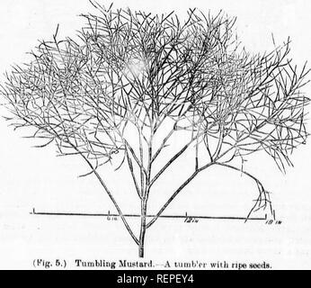 . Unkräutern und wie Sie zu zerstören [microform]. Unkrautbekämpfung; Unkraut; Mauvaises herbes, Lutte contre les; Mauvaises herbes. (Abb. 4.) TUMBLING MUSTAED. Eine junge Pflanze. Wenn über dem Boden abgeschnitten, Es Avill werfen sie schießt, die, wenn sie allein lassen, werden Saatgut vor Frost Reifen kommt wenn tiie Zuerst schneiden sie früh genug ist. Wenn. Bitte beachten Sie, dass diese Bilder sind von der gescannten Seite Bilder, die digital für die Lesbarkeit verbessert haben mögen - Färbung und Aussehen dieser Abbildungen können nicht perfekt dem Original ähneln. extrahiert. Manitoba. Abt. Landwirtschaft und Einwanderung. Winnip Stockfoto