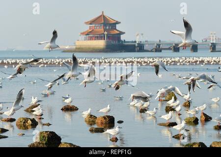 Qingdao, China. 22 Jan, 2019. Black-headed Möwen nach Qingdao für den Winter in der ostchinesischen Provinz Shandong migrieren. Credit: Sipa Asien/Pacific Press/Alamy leben Nachrichten Stockfoto