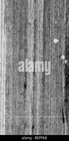 . Ein Journal der Fahrten und Reisen von einem Korps der Entdeckung unter dem Kommando von Captain Lewis und Kapitän Clarke von der Armee der Vereinigten Staaten [microform]: von der Mündung des Flusses Missouri durch den Innenraum Teile Nordamerikas, in den Pazifischen Ozean in den Jahren 1804, 1805, &Amp; 1806 ... und ein Konto der Einwohner, Boden, Klima, Kuriositäten und pflanzlichen und tierischen Produktionen. Natural History; Sciences Naturelles. aai etwa so groß wie ein Hühnerei. Spiel ist hier viel mehr als auf dem Fluss, und einer der Männer zu töten - ed ein Reh heute Morgen. In diesem Camp der nativ Stockfoto