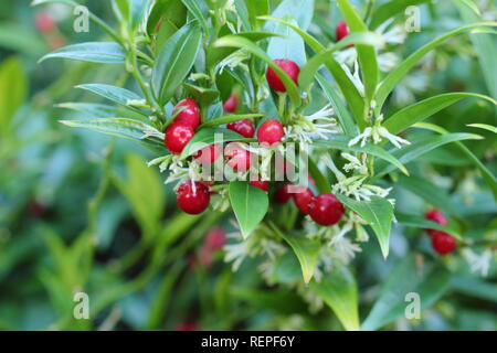 Sarcococca ruscifolia var. chinensis 'Dragon Gate'. Rote Beeren und duftenden weißen Blüten von Sarcococca Dragon Gate süße Box in einem Wintergarten, Großbritannien Stockfoto