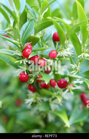 Sarcococca ruscifolia var. chinensis 'Dragon Gate'. Rote Beeren und duftenden weißen Blüten von Sarcococca Dragon Gate süße Box in einem Wintergarten, Großbritannien Stockfoto