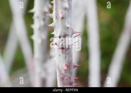 Rubus Goldenvale cockburnianus''. Die weiße Blüte Stängel von Rubus Cockburnianus in einem Wintergarten, Großbritannien Stockfoto