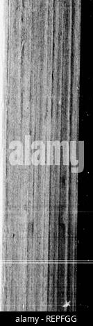 . Ein Journal der Fahrten und Reisen von einem Korps der Entdeckung unter dem Kommando von Captain Lewis und Kapitän Clarke von der Armee der Vereinigten Staaten [microform]: von der Mündung des Flusses Missouri durch den Innenraum Teile Nordamerikas, in den Pazifischen Ozean in den Jahren 1804, 1805, &Amp; 1806 ... und ein Konto der Einwohner, Boden, Klima, Kuriositäten und pflanzlichen und tierischen Produktionen. Natural History; Baron. ) Rovision 145 Entwurf einer M'Hier gibt es einige Willow, und wir haben Kranke eine axletree, die MIR - lieve ist das Beste, was dieses Land bietet für die Pu Stockfoto