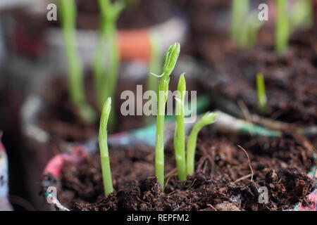 Lathyrus Odoratus 'Winston Churchill' Sämlinge. Zuckererbsen gesät in hausgemachte Zeitung Töpfe. Kunststoff freien im Garten, Großbritannien Stockfoto