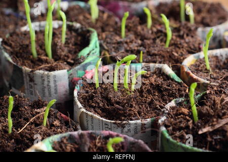 Süße Erbsen Sämlinge in hausgemachten Papiertöpfen. Lathyrus odoratus. „Winston Churchill“. VEREINIGTES KÖNIGREICH Stockfoto