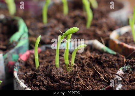 Süße Erbsen Sämlinge in hausgemachten Papiertöpfen. Lathyrus odoratus. „Winston Churchill“. VEREINIGTES KÖNIGREICH Stockfoto