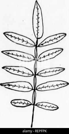 . Die Bäume von nordöstlichem Amerika [microform]: Abbildungen von Original Skizzen. Bäume, Blätter, Arbres; Feuilles. Erläuterung der Tcnns. 239. Bitte beachten Sie, dass diese Bilder sind von der gescannten Seite Bilder, die digital für die Lesbarkeit verbessert haben mögen - Färbung und Aussehen dieser Abbildungen können nicht perfekt dem Original ähneln. extrahiert. Newhall, Charles S. (Charles Stedman), 1842-1935. New York; London: G. S. Putnam's Sons Stockfoto