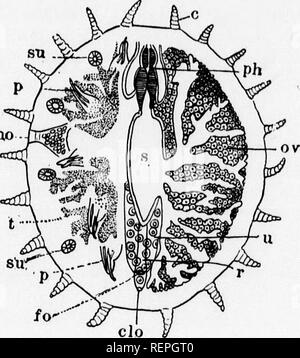 . Ein Lehrbuch der wirbellosen Morphologie [microform]. Wirbellose; Morphologie (Tiere); Invertébrés; Morphologie (ANIMAUX). Typ ANNELIDA. 246 ebenfalls um die Speiseröhre und anscheinend vertreten - ing Die supraoesophageal Ganglienzellen. Zahlreiche längs Nerven Pass nach vorne aus dem Ring mit einem anderen Ring rund um die Basis der Rüssel, aus denen Nerven zu den Tentakeln Pass zu vereinen. Unterhalb der Darm liegt ein großer ganglionic Masse, mit der die circumoesophageal commissures Vereinen und bietet eine Reihe von peripheren Nerven. Diese Masse wird Mo. Abb. 111.- Myzostomum (Nach-von-G Stockfoto