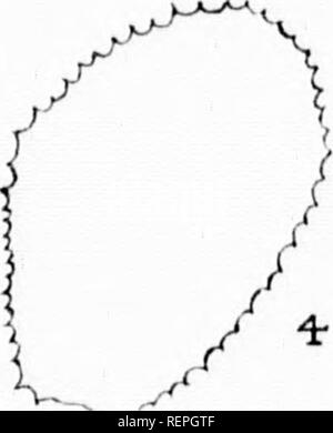 . Liste der Kanadischen hepaticae [microform]. Liverworts; Moose; Hépatiques; Moose. .^'-'/. Bitte beachten Sie, dass diese Bilder sind von der gescannten Seite Bilder, die digital für die Lesbarkeit verbessert haben mögen - Färbung und Aussehen dieser Abbildungen können nicht perfekt dem Original ähneln. extrahiert. Pearson, William Henry, 1849-1923; geologischen und natürlichen Geschichte Übersicht von Kanada. Montreal: W. Foster Brown Stockfoto