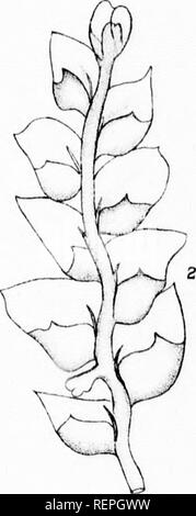 . Liste der Kanadischen hepaticae [microform]. Liverworts; Moose; Hépatiques; Moose. 1*. Bitte beachten Sie, dass diese Bilder sind von der gescannten Seite Bilder, die digital für die Lesbarkeit verbessert haben mögen - Färbung und Aussehen dieser Abbildungen können nicht perfekt dem Original ähneln. extrahiert. Pearson, William Henry, 1849-1923; geologischen und natürlichen Geschichte Übersicht von Kanada. Montreal: W. Foster Brown Stockfoto