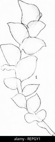 . Liste der Kanadischen hepaticae [microform]. Liverworts; Moose; Hépatiques; Moose. . Bitte beachten Sie, dass diese Bilder sind von der gescannten Seite Bilder, die digital für die Lesbarkeit verbessert haben mögen - Färbung und Aussehen dieser Abbildungen können nicht perfekt dem Original ähneln. extrahiert. Pearson, William Henry, 1849-1923; geologischen und natürlichen Geschichte Übersicht von Kanada. Montreal: W. Foster Brown Stockfoto