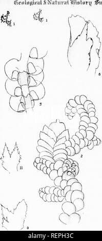 . Liste der Kanadischen hepaticae [microform]. Liverworts; Moose; Hépatiques; Moose. rvoTt 3 rCuMVii&amp;. N PL, I.. Bitte beachten Sie, dass diese Bilder sind von der gescannten Seite Bilder, die digital für die Lesbarkeit verbessert haben mögen - Färbung und Aussehen dieser Abbildungen können nicht perfekt dem Original ähneln. extrahiert. Pearson, William Henry, 1849-1923; geologischen und natürlichen Geschichte Übersicht von Kanada. Montreal: W. Foster Brown Stockfoto