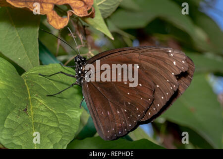 Gestreifte Euploea core, Core australian Crow, Indien Crow, Wissenschaftlicher Name Euploea core. hellbraun Butterfly mit weißen Punkten und schwarzen Kopf Stockfoto