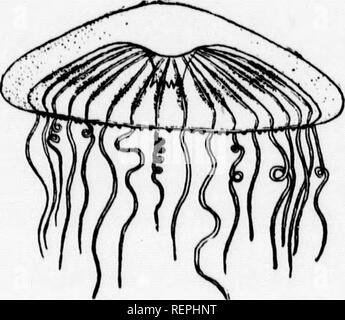 . Ein Lehrbuch der wirbellosen Morphologie [microform]. Wirbellose; Morphologie (Tiere); Invertébrés; Morphologie (ANIMAUX). 86 WIRBELLOSE MORl" IIOZ. Und als gonotheca (Bild bekannt. 39, gehen). Auf tlie Präsenz dieser Tassen die Polypen dieses ovder sind manchmal als calyptoblastic. In der typischen Campauularian polyp Kolonien, wie jene der Aucope oder Ohelia, keine weiteren Ditt'er-entiation der Polypen gefunden wird, aber in der Familie Plumulari-dsB in der Nachbarschaft von jedem der kleinen hj "rothecae gibt es eine oder mehrere Schlanke extensible Polypen ohne Mund und Tentakel Stockfoto