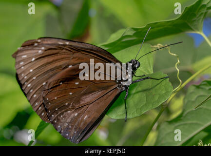 Gestreifte Euploea core, Core australian Crow, Indien Crow, Wissenschaftlicher Name Euploea core. hellbraun Butterfly mit weißen Punkten und schwarzen Kopf Stockfoto