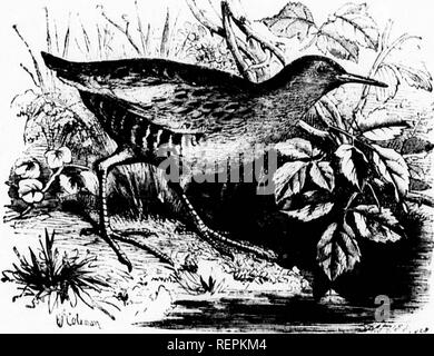 . Die illustrierte Naturgeschichte [microform]. Vögel; Naturgeschichte; Oiseaux; Baron. WAllOa l!AII.-/, V/?n. s-(,,i,, iin,..&- lt; .. Bitte beachten Sie, dass diese Bilder sind von der gescannten Seite Bilder, die digital für die Lesbarkeit verbessert haben mögen - Färbung und Aussehen dieser Abbildungen können nicht perfekt dem Original ähneln. extrahiert. Holz, J. G. (John George), 1827-1889. London: Routledge, Warne und Routledge Stockfoto