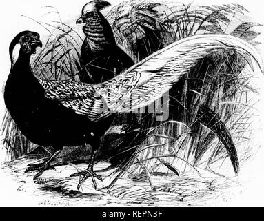 . Die illustrierte Naturgeschichte [microform]. Vögel; Naturgeschichte; Oiseaux; Sciences Naturelles. iCTf --:. C^. v^y.v.; i SILVErt FASAN.-(7, f?,. y.;..;.;.&gt;-. V. v "Ao" cnis. tlOLDKN rili; ASANT.-7V" r, -, Mi/i, y,,,,,,.. Bitte beachten Sie, dass diese Bilder sind von der gescannten Seite Bilder, die digital für die Lesbarkeit verbessert haben mögen - Färbung und Aussehen dieser Abbildungen können nicht perfekt dem Original ähneln. extrahiert. Holz, J. G. (John George), 1827-1889. London: Routledge, Warne und Routledge Stockfoto