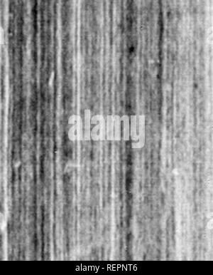 . Reisen in Nordamerika [microform]: Mit seinen natürlichen Geschichte und Indizien der Plantagen und der Landwirtschaft im Allgemeinen: Mit den zivilen, kirchlichen und wirtschaftlichen Zustand des Landes und die Sitten der Einwohner, und mehrere neugierig und wichtige Erläuterungen zu verschiedenen Themen. Natural History; Naturgeschichte; Naturgeschichte; Baron, Baron, Baron. Aug, 2 th. Heute Nachmittag habe ich aus der Stadt ging, um (im Land für ein paar Tage legen, dass ich vielleicht mehr Icjfurc ihe-Pflanzen, die in den Wäldern wachsen zu prüfen, er Stockfoto