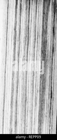 . Reisen in Nordamerika [microform]: Mit seinen natürlichen Geschichte und Indizien der Plantagen und der Landwirtschaft im Allgemeinen: Mit den zivilen, kirchlichen und wirtschaftlichen Zustand des Landes und die Sitten der Einwohner, und mehrere neugierig und wichtige Erläuterungen zu verschiedenen Themen. Natural History; Naturgeschichte; Naturgeschichte; Baron, Baron, Baron. ^^ ebcc 287 Die Höflichkeit der Einwohner hier ist raffinierter als die, pf und der Niederländische £" fM, ia ihcfcttlcments vom iQ Großbritannien; aber die letzteren, auf dem E8288 Stockfoto