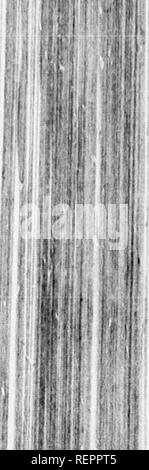 . Reisen in Nordamerika [microform]: Mit seinen natürlichen Geschichte und Indizien der Plantagen und der Landwirtschaft im Allgemeinen: Mit den zivilen, kirchlichen und wirtschaftlichen Zustand des Landes und die Sitten der Einwohner, und mehrere neugierig und wichtige Erläuterungen zu verschiedenen Themen. Natural History; Naturgeschichte; Naturgeschichte; Baron, Baron, Baron. !^ | 2^^" Ncvemier 1748. verschiedenen Forts von Eiche, hier wachsen; aber Mais ist, was sie gierig sind moft der. Der Boden im Wald ist im Herbst mit Eicheln, und Alle Stockfoto