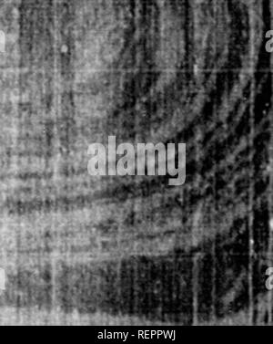 . Die illustrierte Naturgeschichte [microform]. Vögel; Naturgeschichte; Oiseaux; Baron. ^. jlWi.ust liegen sehr lang, und ich iiy. ft. Bitte beachten Sie, dass diese Bilder sind von der gescannten Seite Bilder, die digital für die Lesbarkeit verbessert haben mögen - Färbung und Aussehen dieser Abbildungen können nicht perfekt dem Original ähneln. extrahiert. Holz, J. G. (John George), 1827-1889. London: Routledge, Warne und Routledge Stockfoto