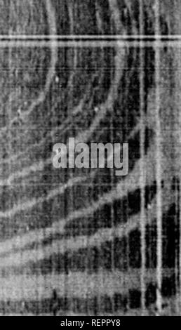 . Die illustrierte Naturgeschichte [microform]. Vögel; Naturgeschichte; Oiseaux; Baron. "Fj. Bitte beachten Sie, dass diese Bilder sind von der gescannten Seite Bilder, die digital für die Lesbarkeit verbessert haben mögen - Färbung und Aussehen dieser Abbildungen können nicht perfekt dem Original ähneln. extrahiert. Holz, J. G. (John George), 1827-1889. London: Routledge, Warne und Routledge Stockfoto